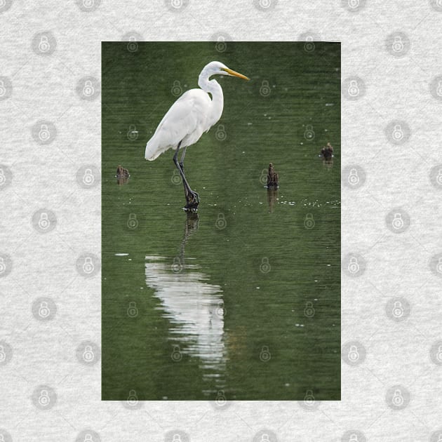 Great Egret by irishmurr